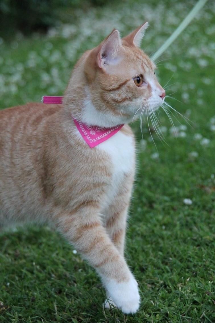 Blanding af racer Ludvig billede 4