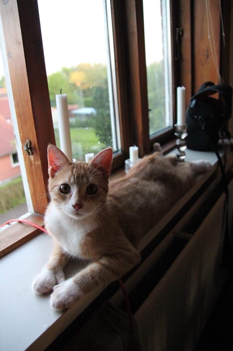 Blanding af racer Ludvig billede 12