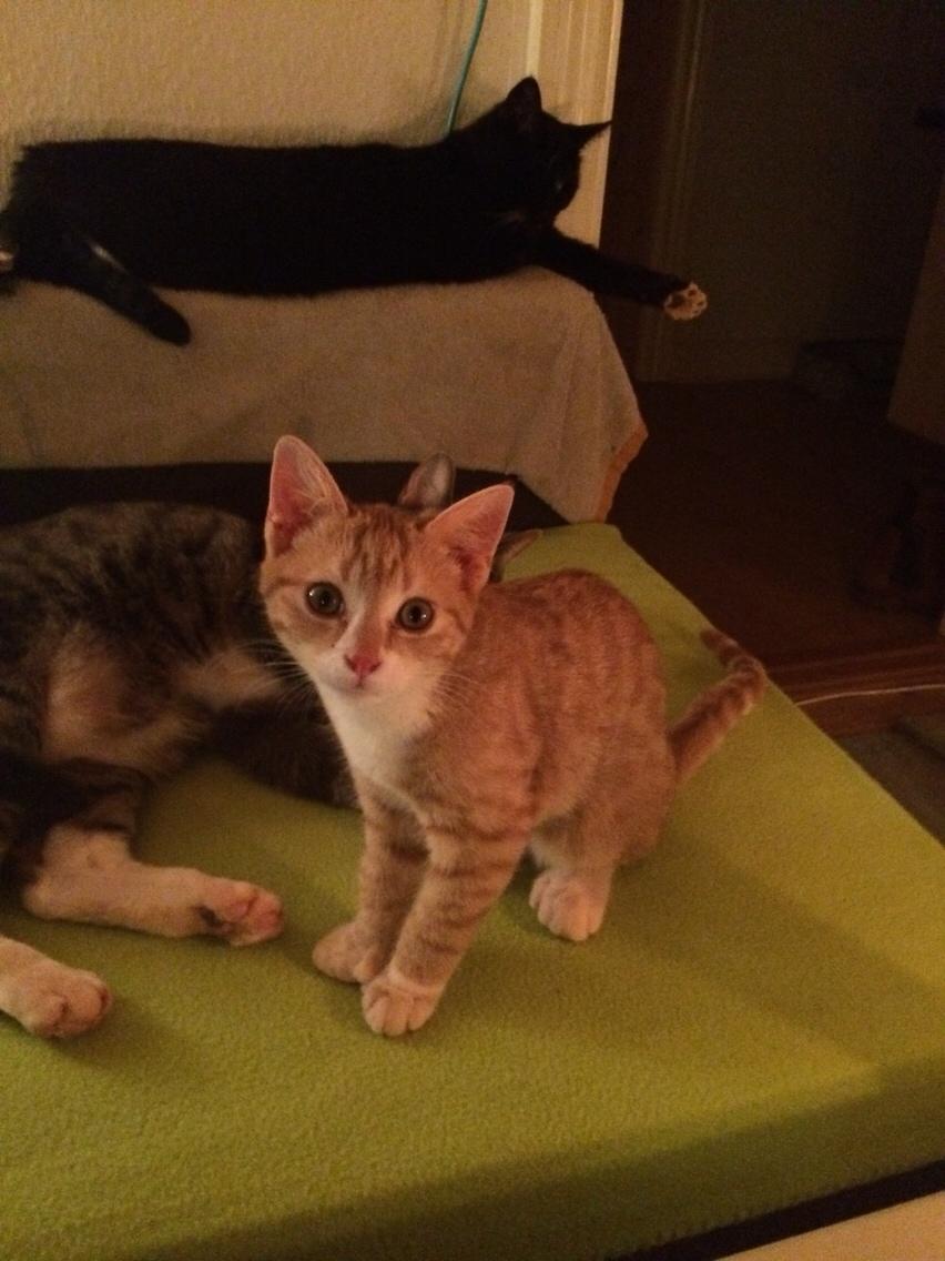 Blanding af racer Ludvig billede 7