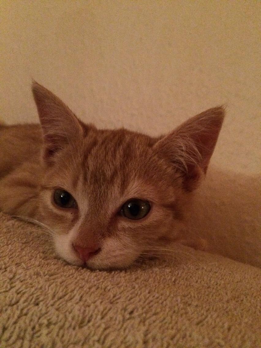 Blanding af racer Ludvig billede 30