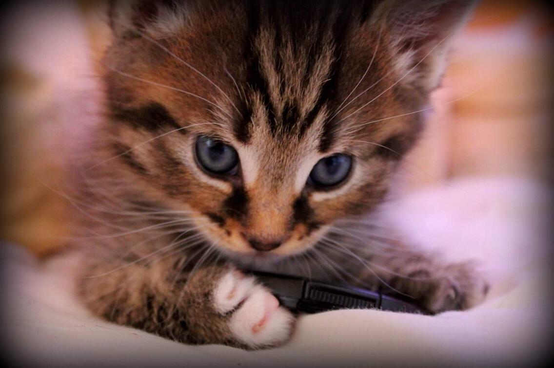 Huskat Triple turtle billede 40