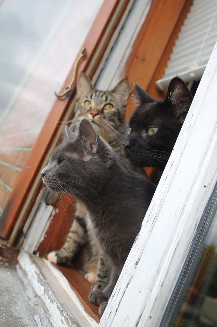 Huskat Mr bean billede 8