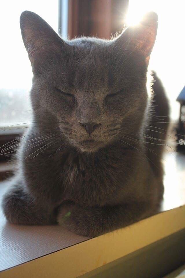 Huskat Mr bean billede 1