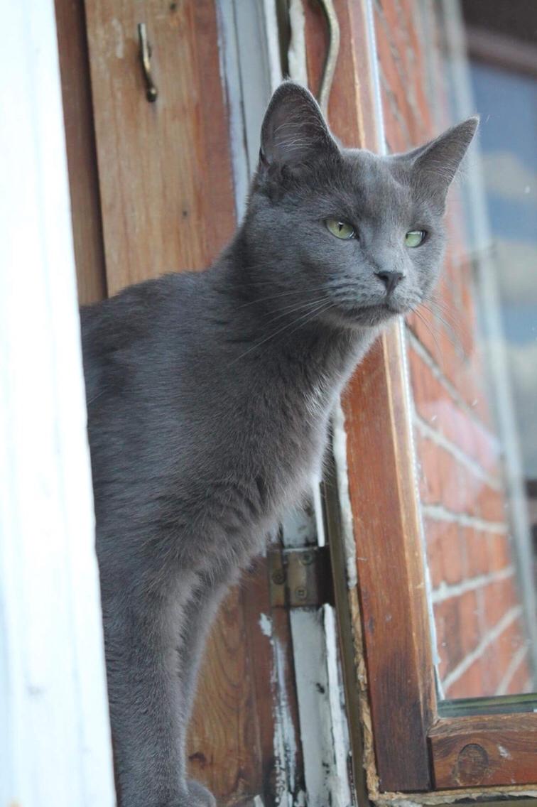 Huskat Mr bean billede 6