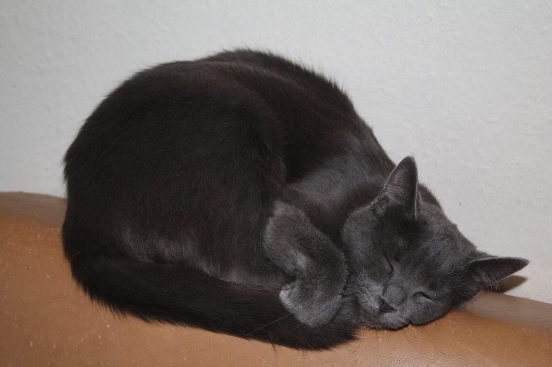 Huskat Mr bean billede 9