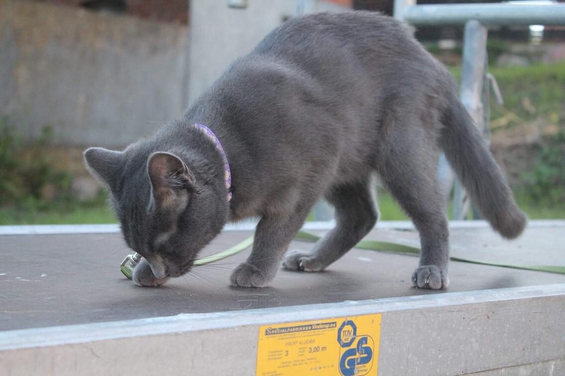 Huskat Mr bean billede 7