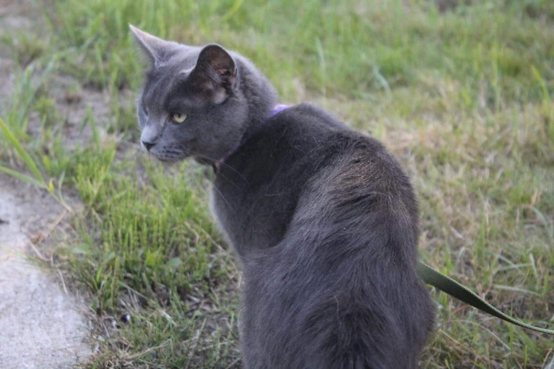 Huskat Mr bean billede 10