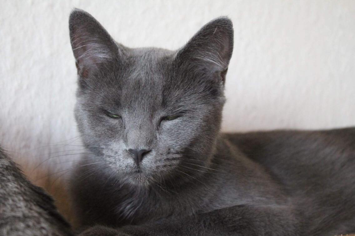 Huskat Mr bean billede 11