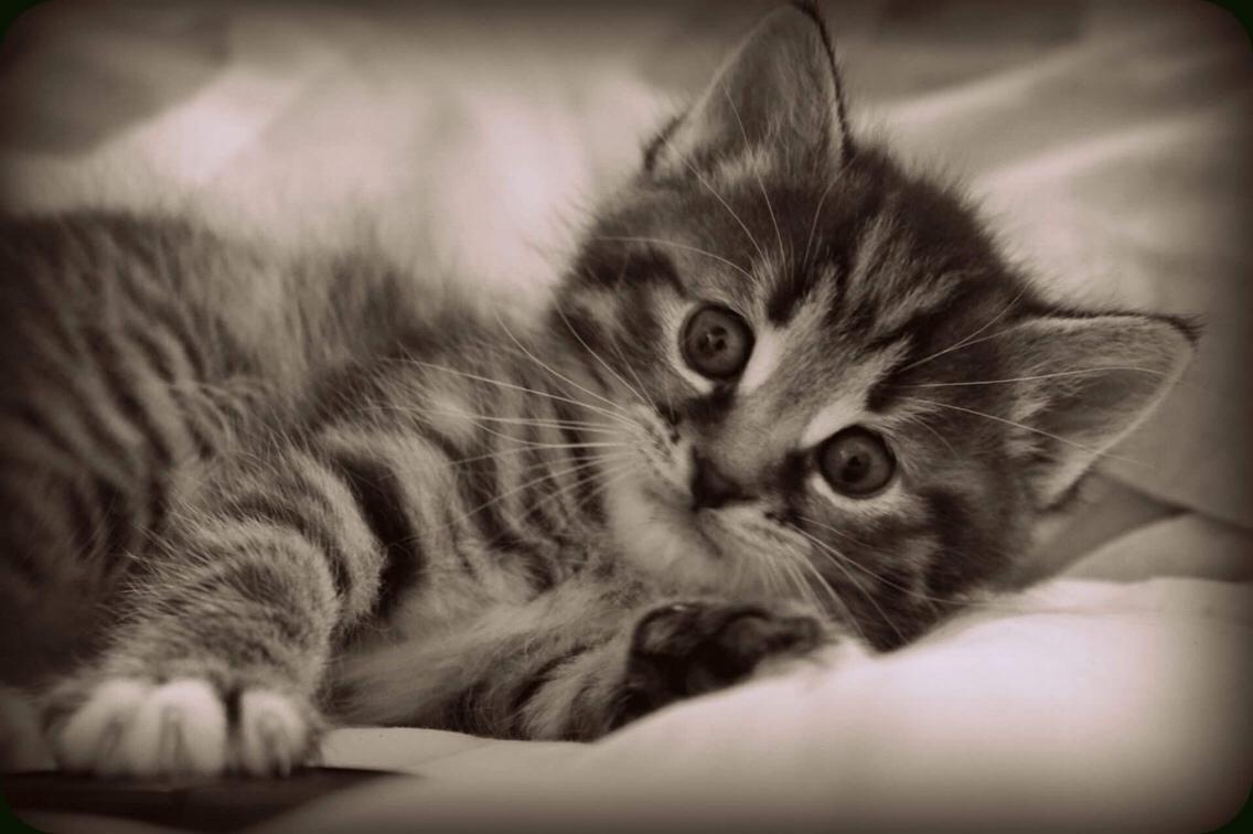 Huskat Triple turtle billede 38