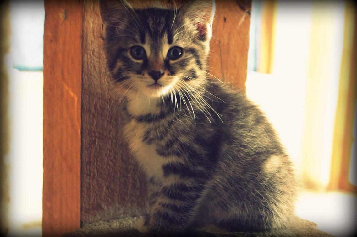 Huskat Triple turtle billede 39