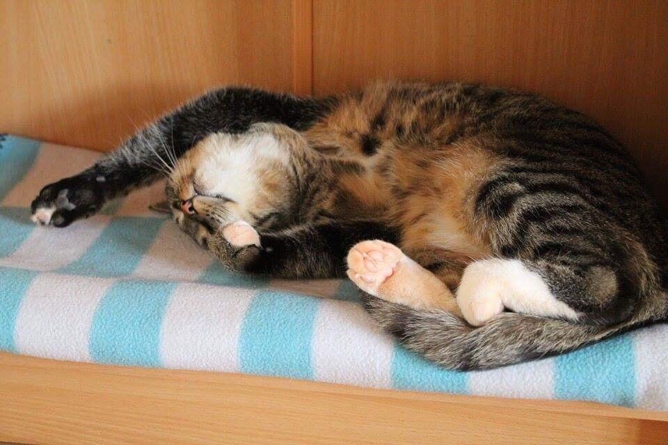 Huskat Triple turtle billede 30