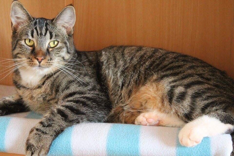 Huskat Triple turtle billede 24