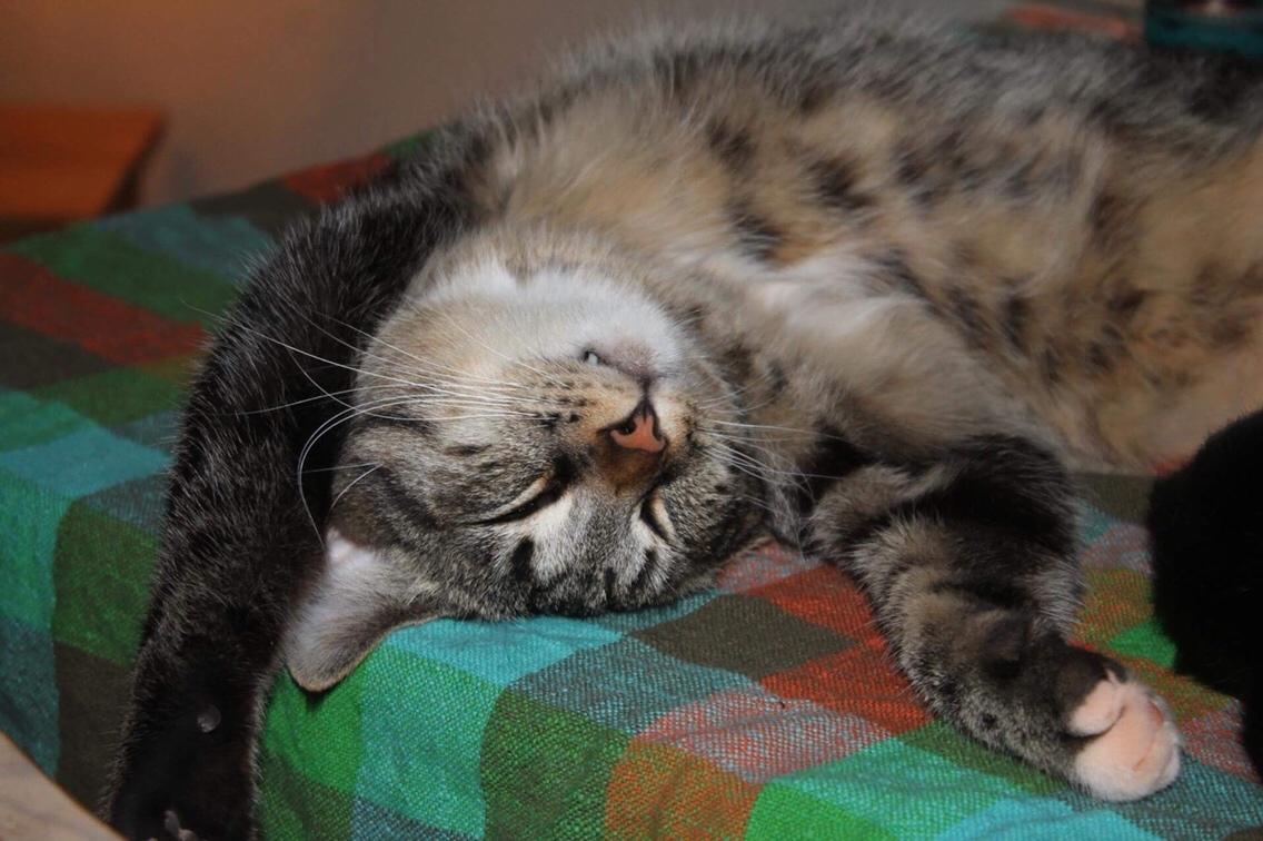 Huskat Triple turtle billede 17