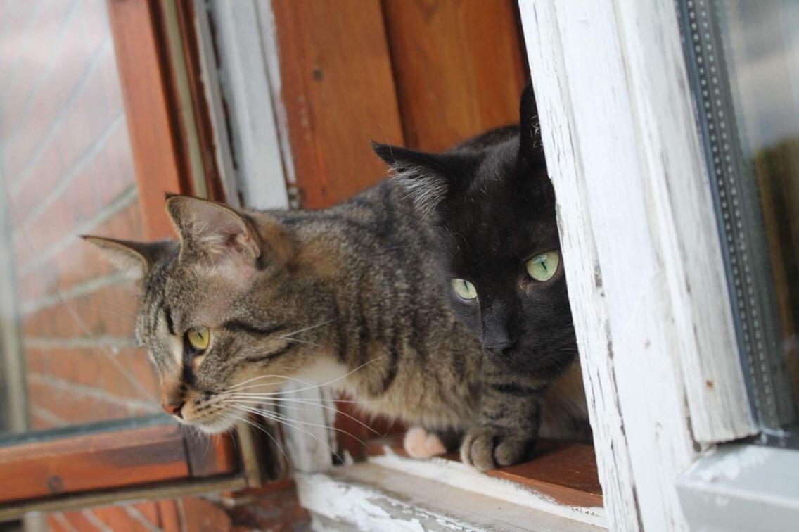 Huskat Triple turtle billede 34