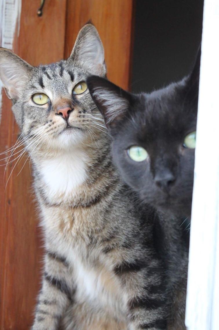 Huskat Triple turtle billede 43