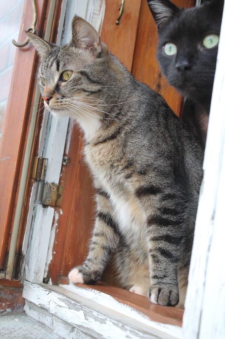 Huskat Triple turtle billede 46