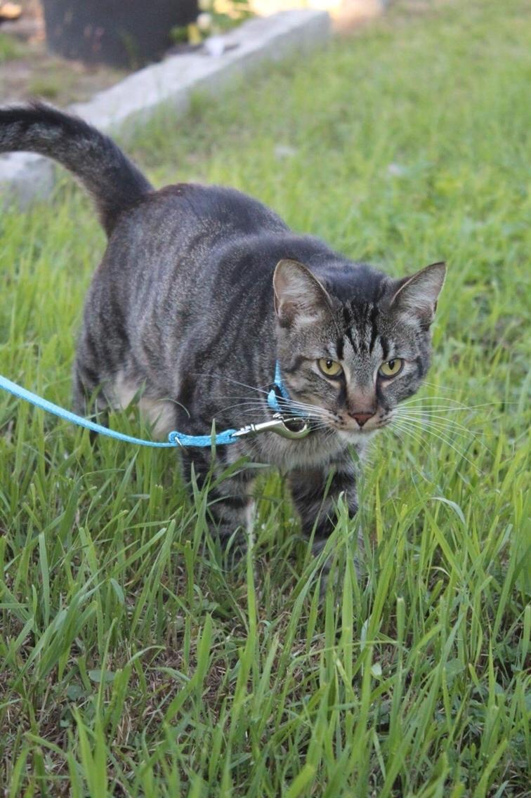 Huskat Triple turtle billede 42