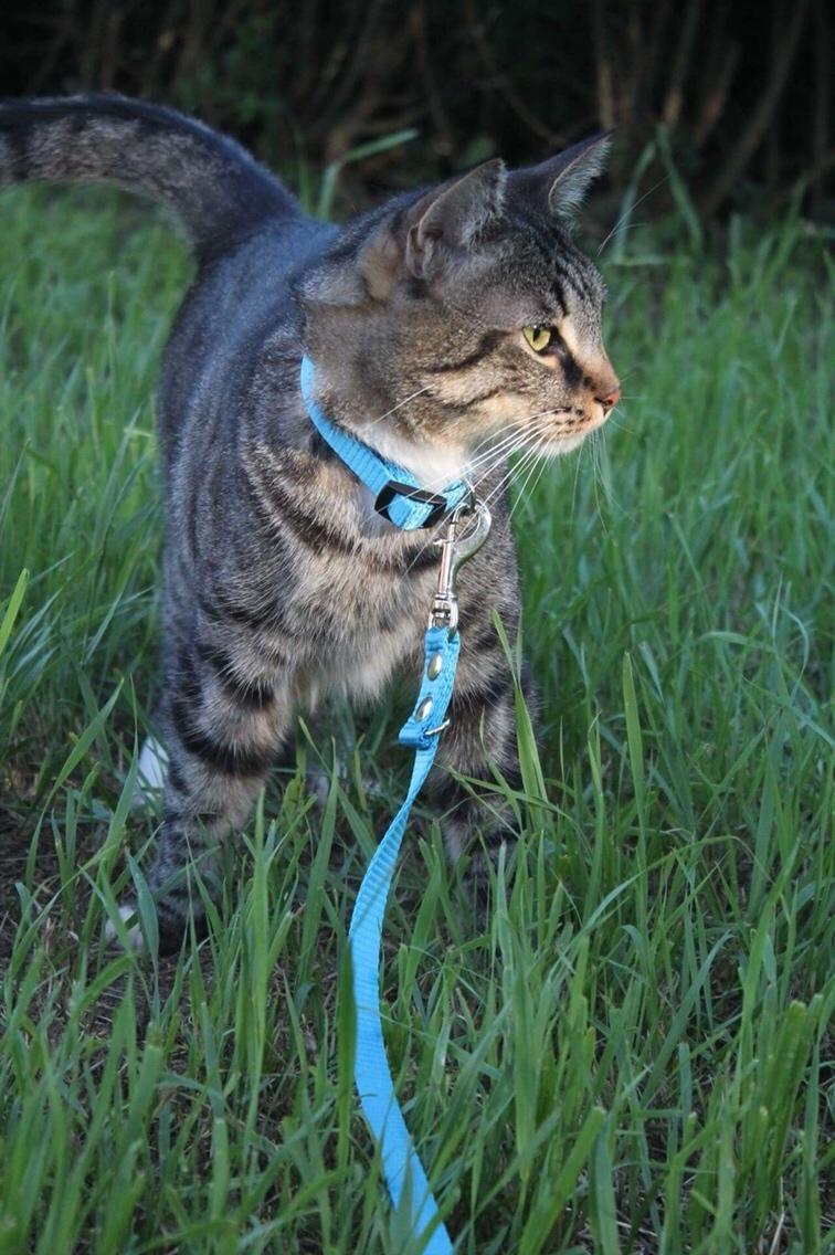 Huskat Triple turtle billede 48