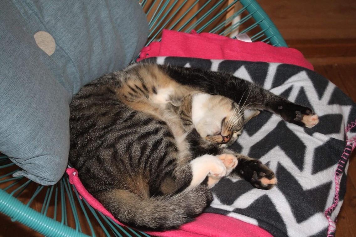 Huskat Triple turtle billede 15