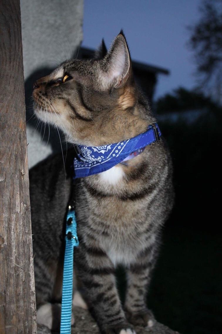 Huskat Triple turtle billede 35