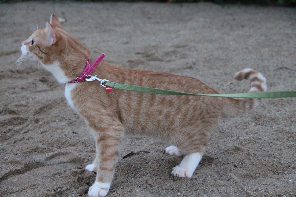 Blanding af racer Ludvig billede 22