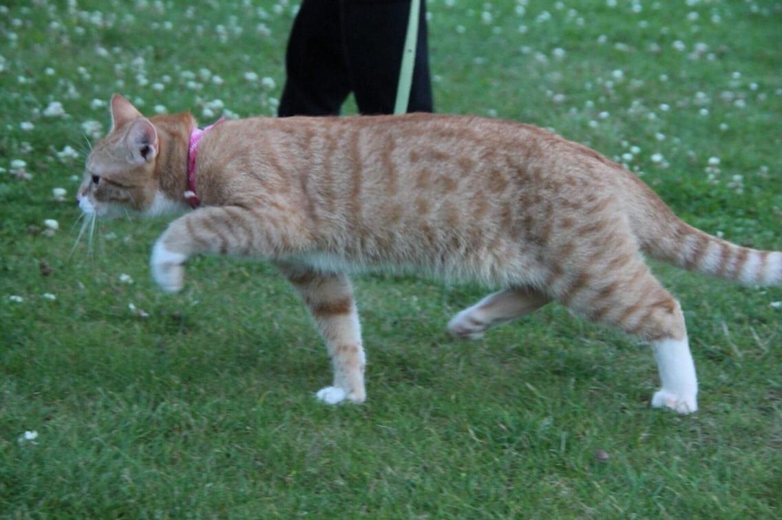 Blanding af racer Ludvig billede 23