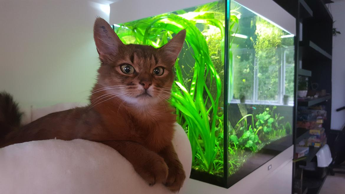 Somali Eliza - Eliza's hyggeplads med udsigt over både køkken og stue billede 1