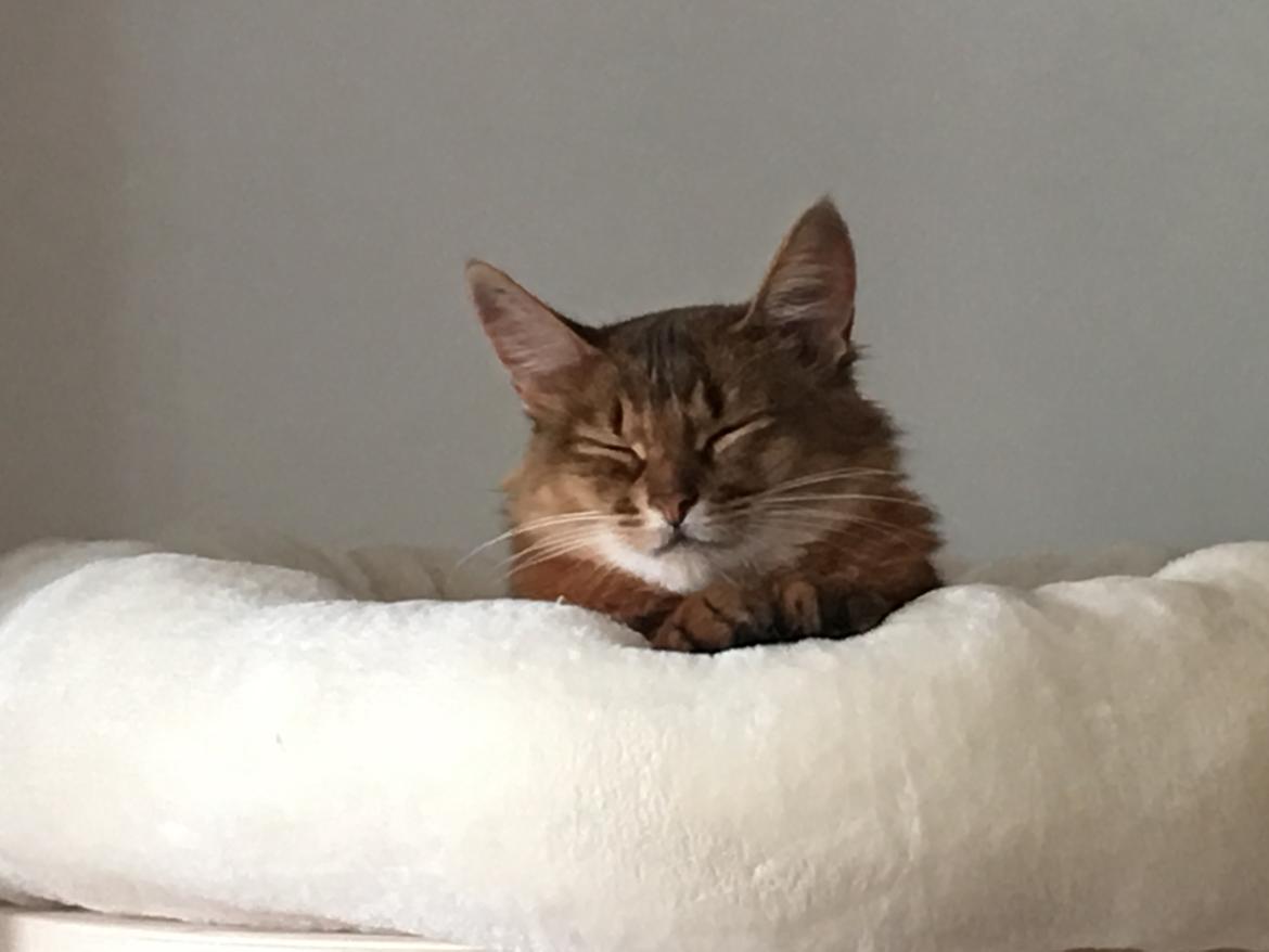 Somali Eliza billede 3