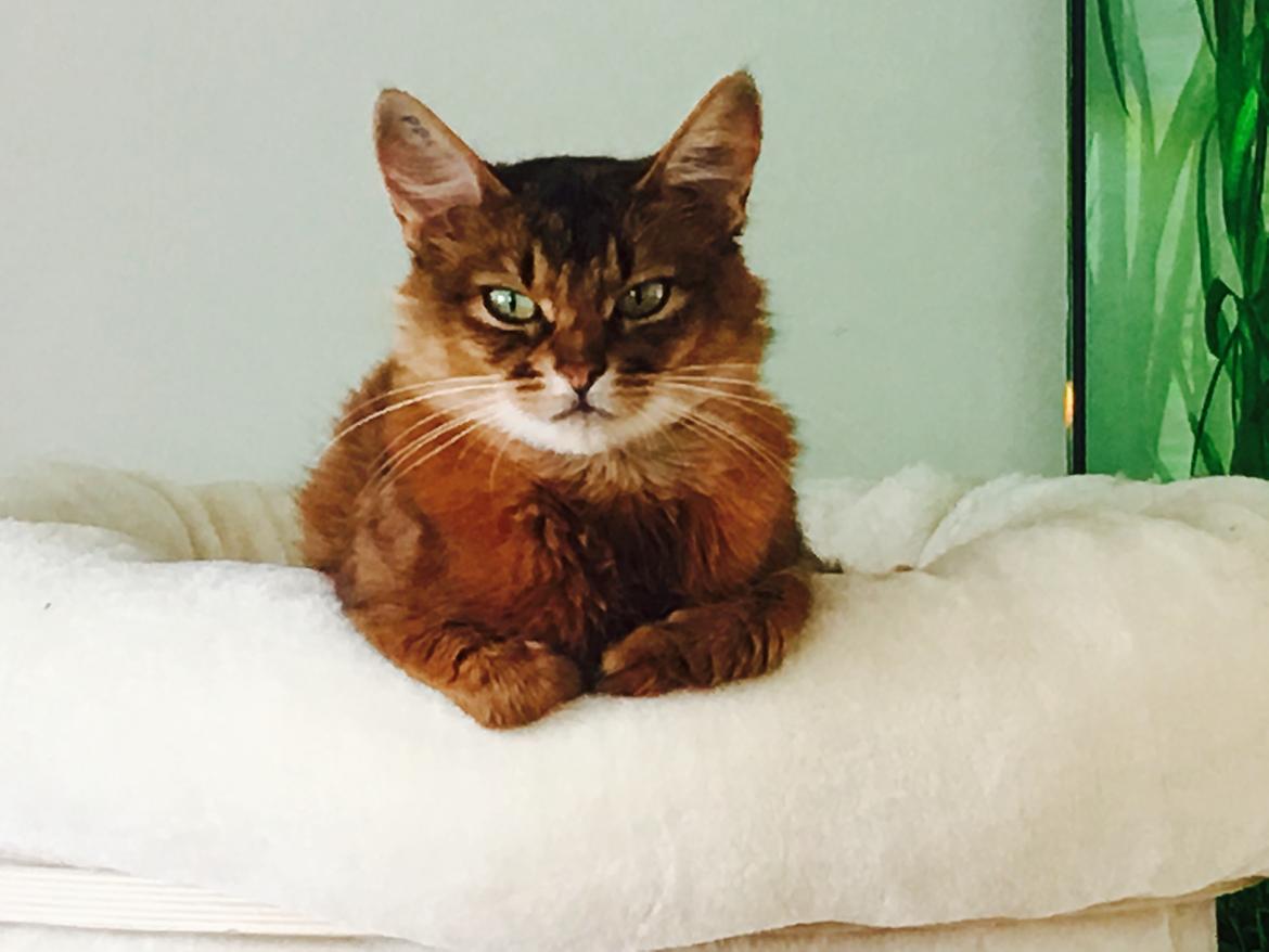 Somali Eliza billede 5