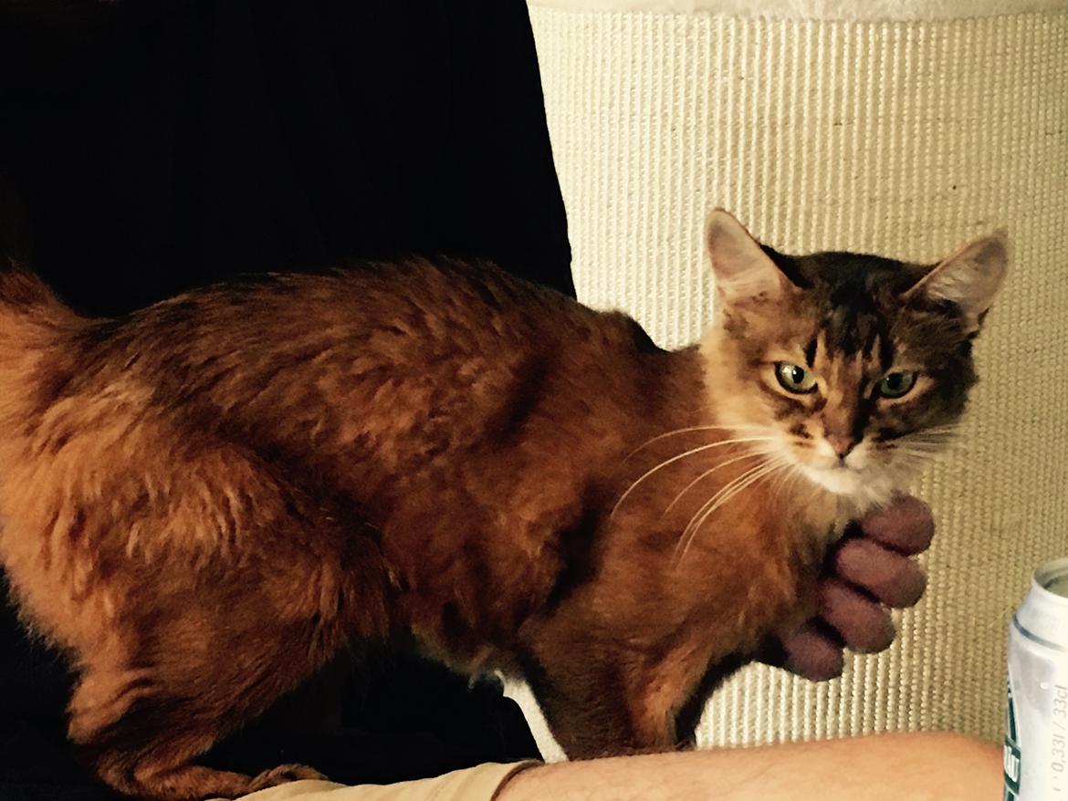 Somali Eliza billede 6