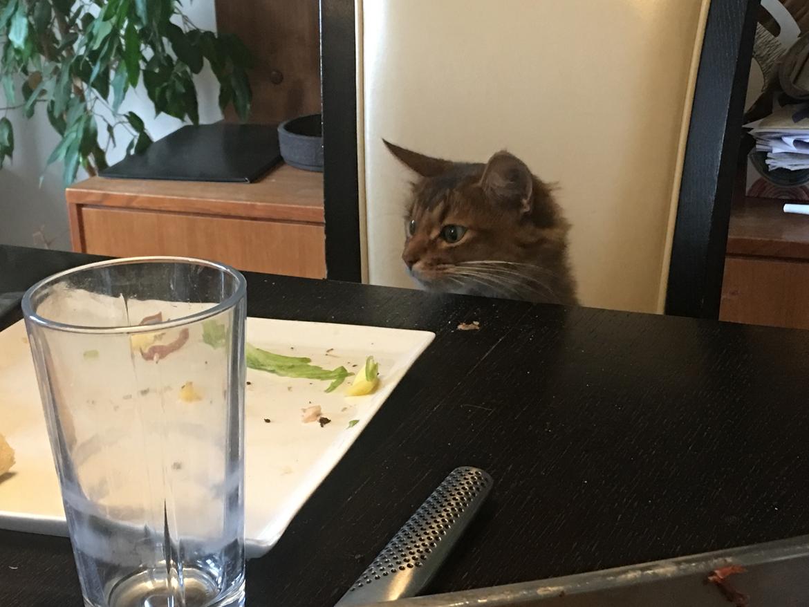 Somali Eliza - Vores madglade kat tjekker bordet ud billede 7