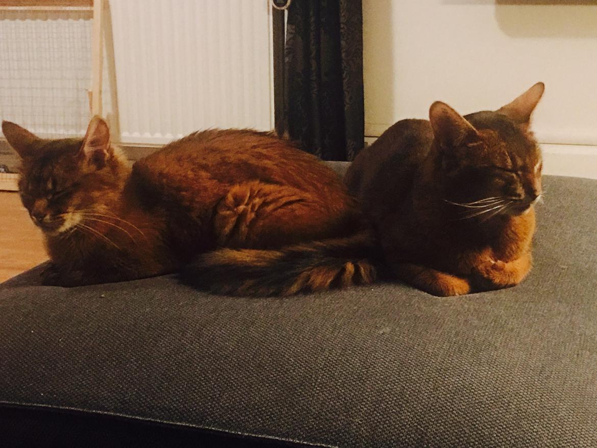 Somali Eliza - Lykken er en god ven billede 8