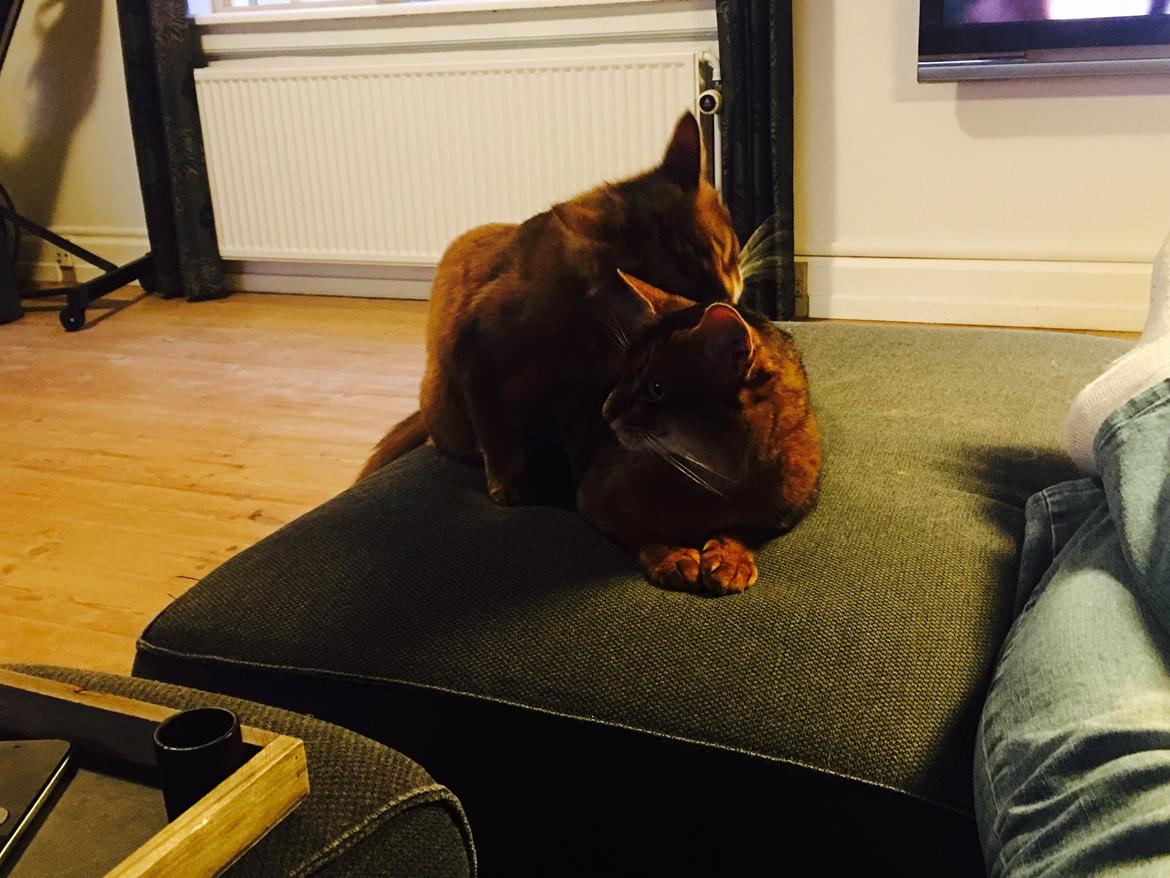 Somali Eliza billede 9