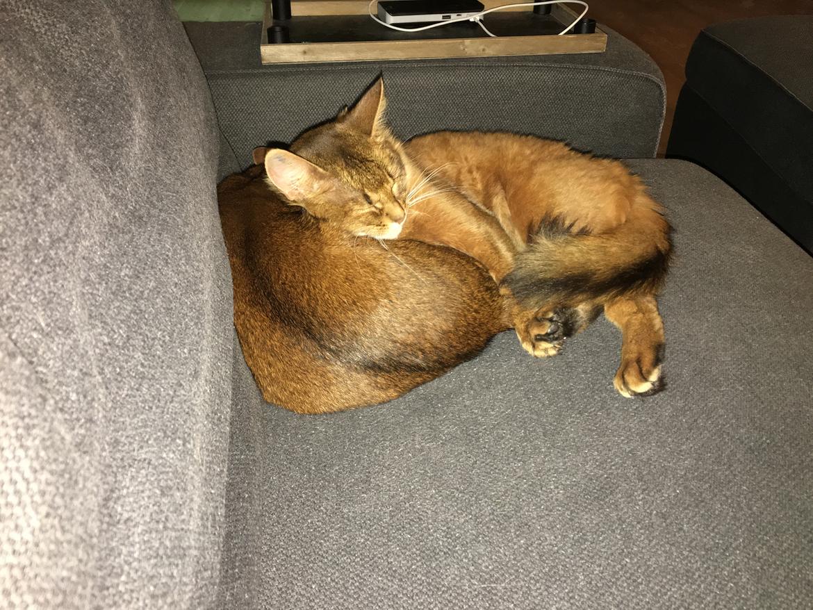 Somali Eliza billede 10