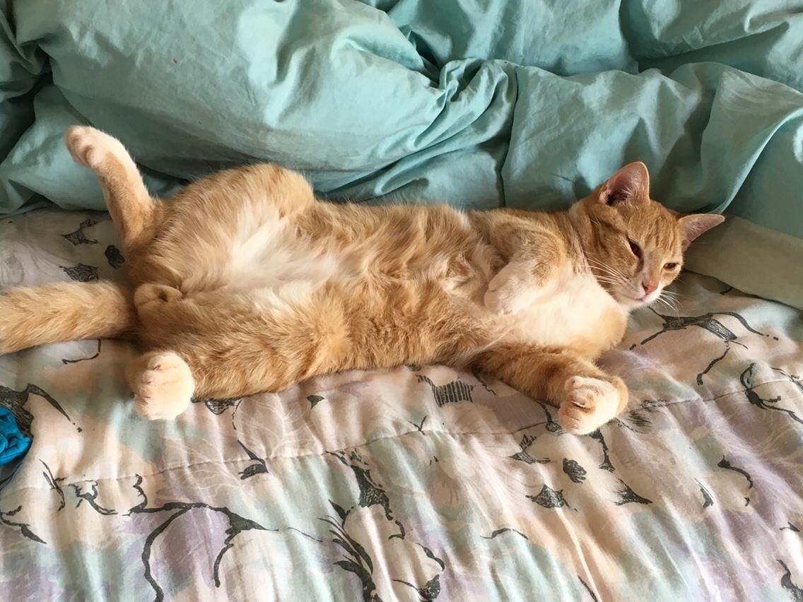 Blanding af racer Ludvig billede 2