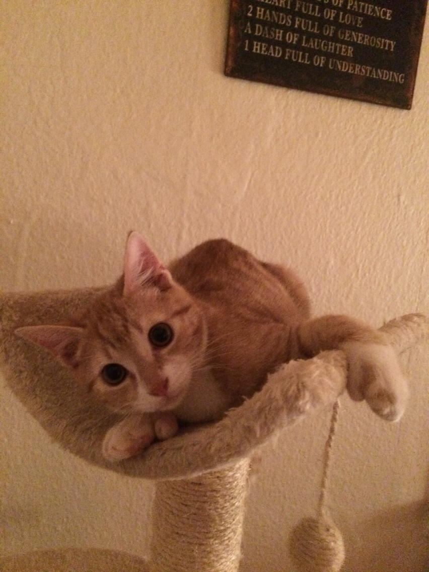 Blanding af racer Ludvig billede 8