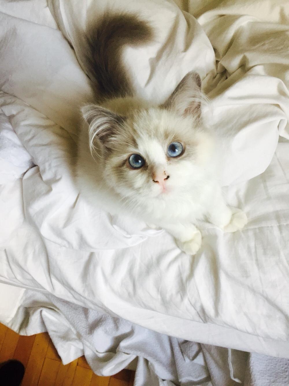 Ragdoll Rafael Santi a Camelot Treasure DK Ragdoll billede 7