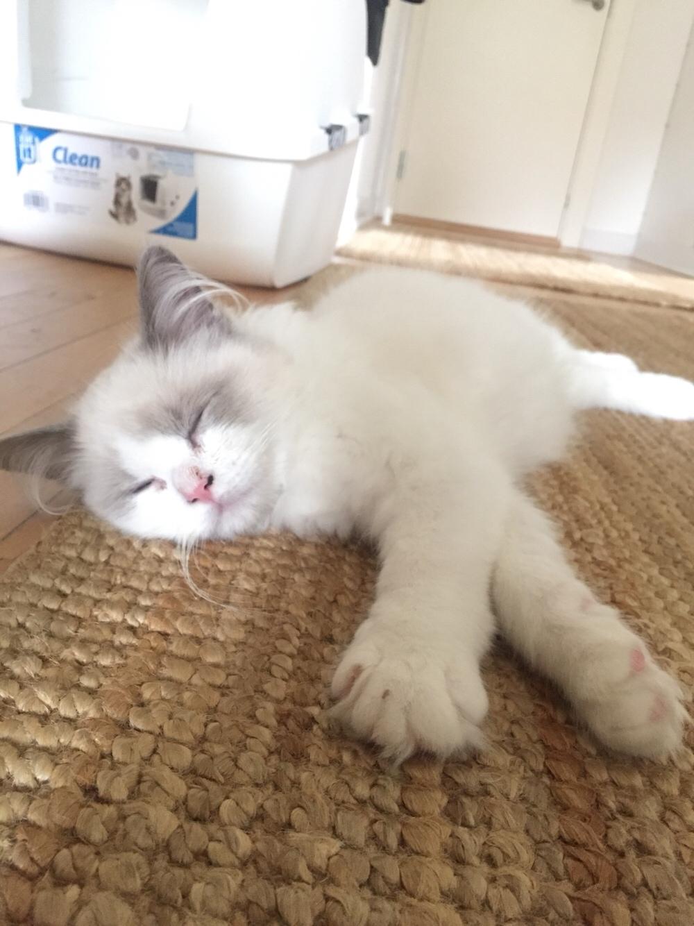 Ragdoll Rafael Santi a Camelot Treasure DK Ragdoll billede 11