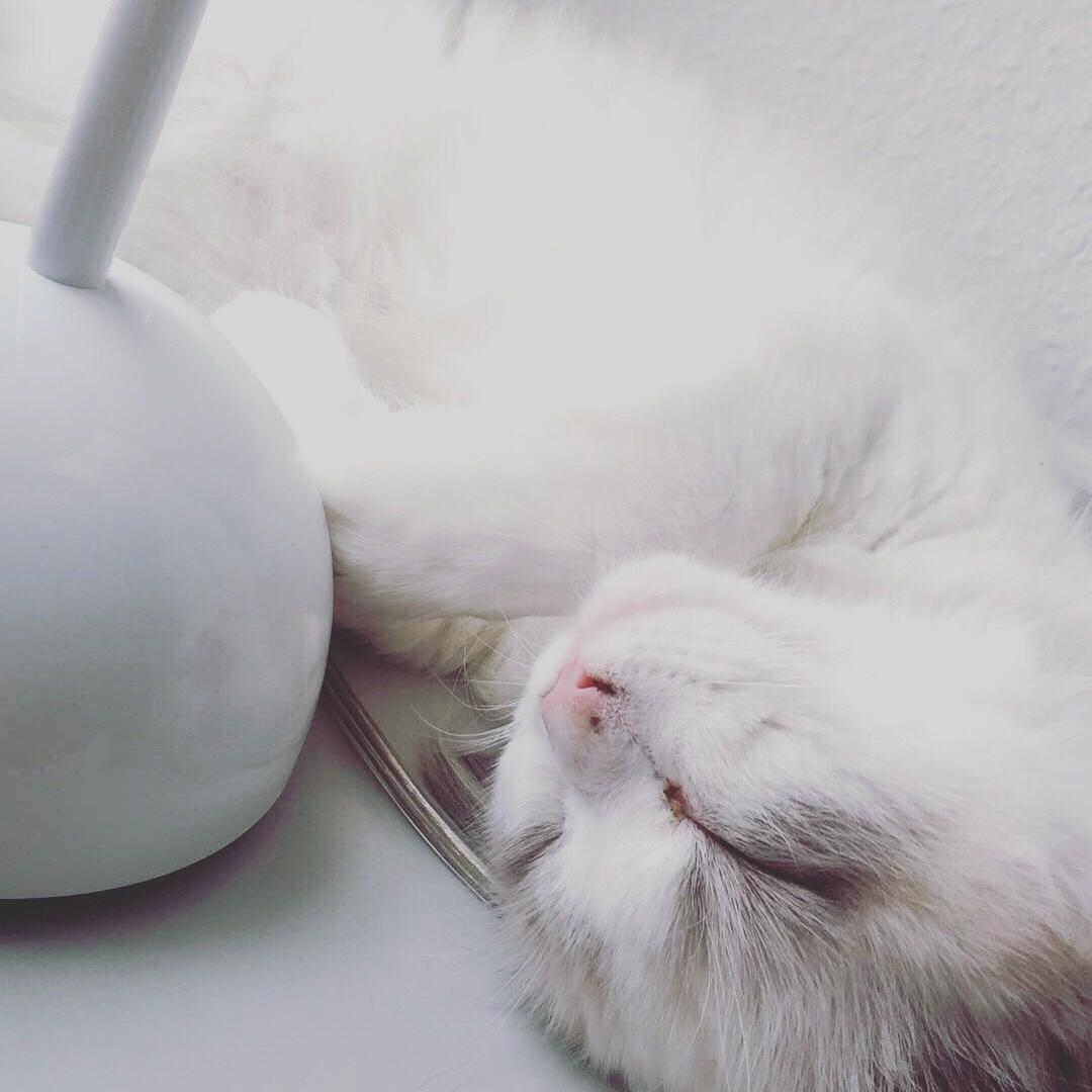 Ragdoll Rafael Santi a Camelot Treasure DK Ragdoll billede 14