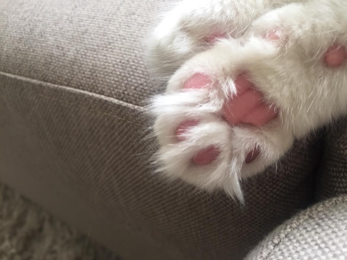 Ragdoll Rafael Santi a Camelot Treasure DK Ragdoll billede 15