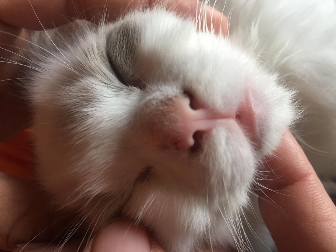 Ragdoll Rafael Santi a Camelot Treasure DK Ragdoll billede 24