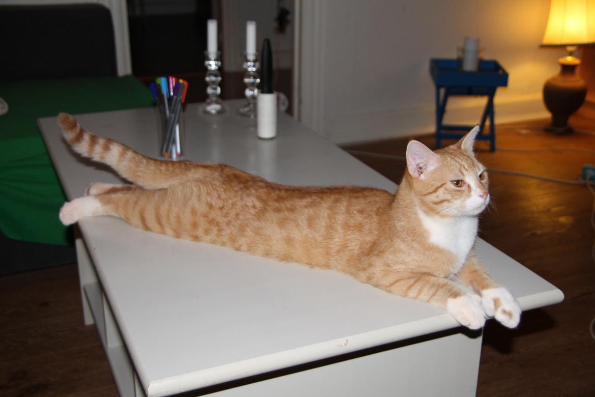 Blanding af racer Ludvig billede 1