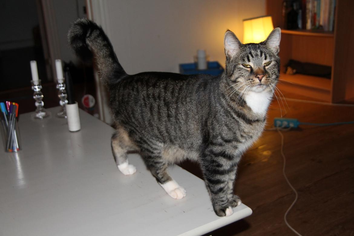 Huskat Triple turtle billede 9