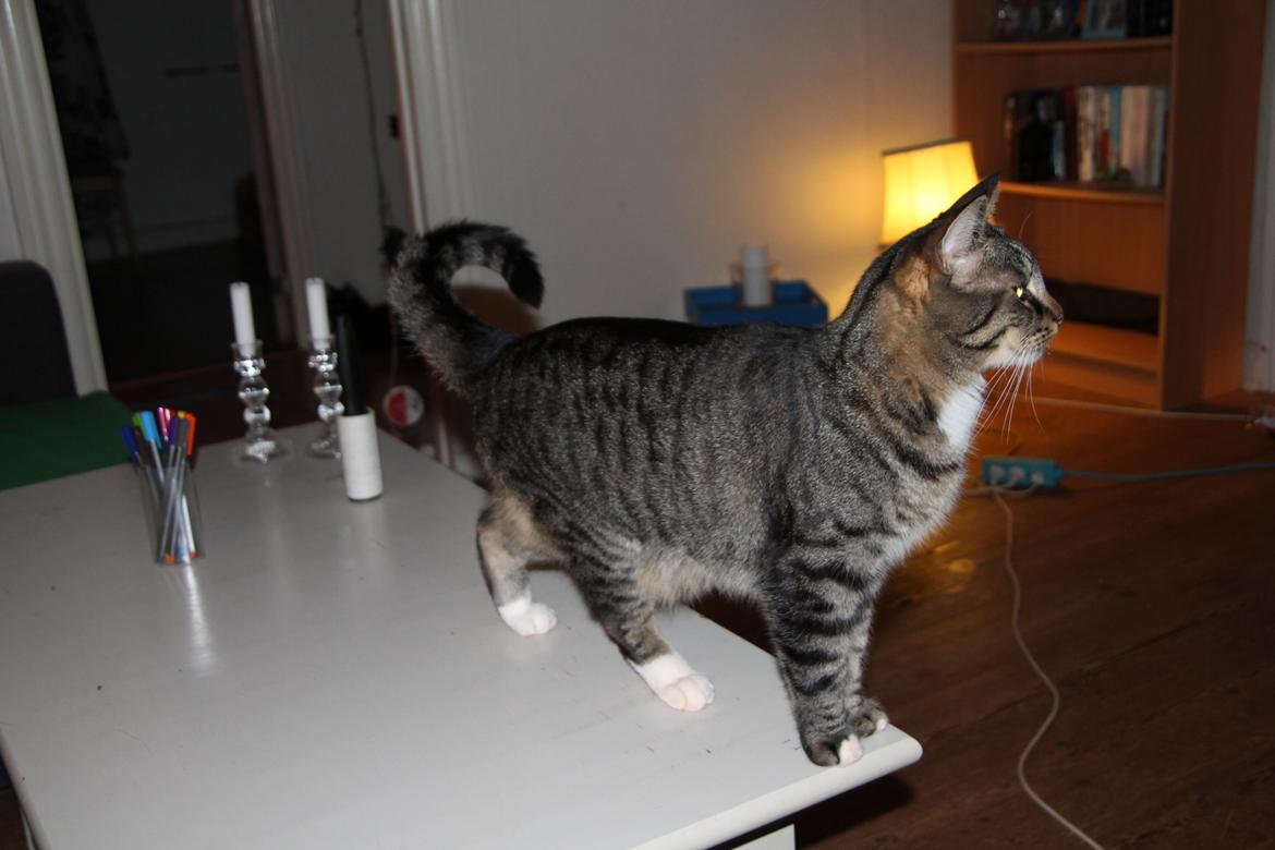 Huskat Triple turtle billede 31