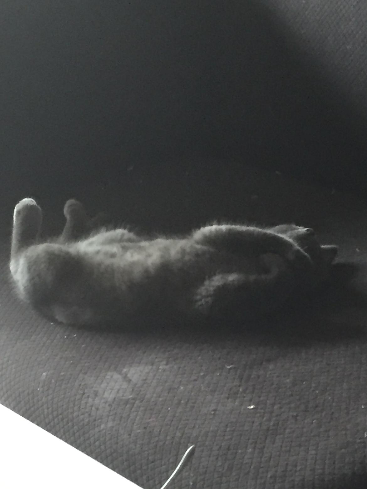 Huskat Teje - Sofaen kan man bestemt finde hvile på billede 1