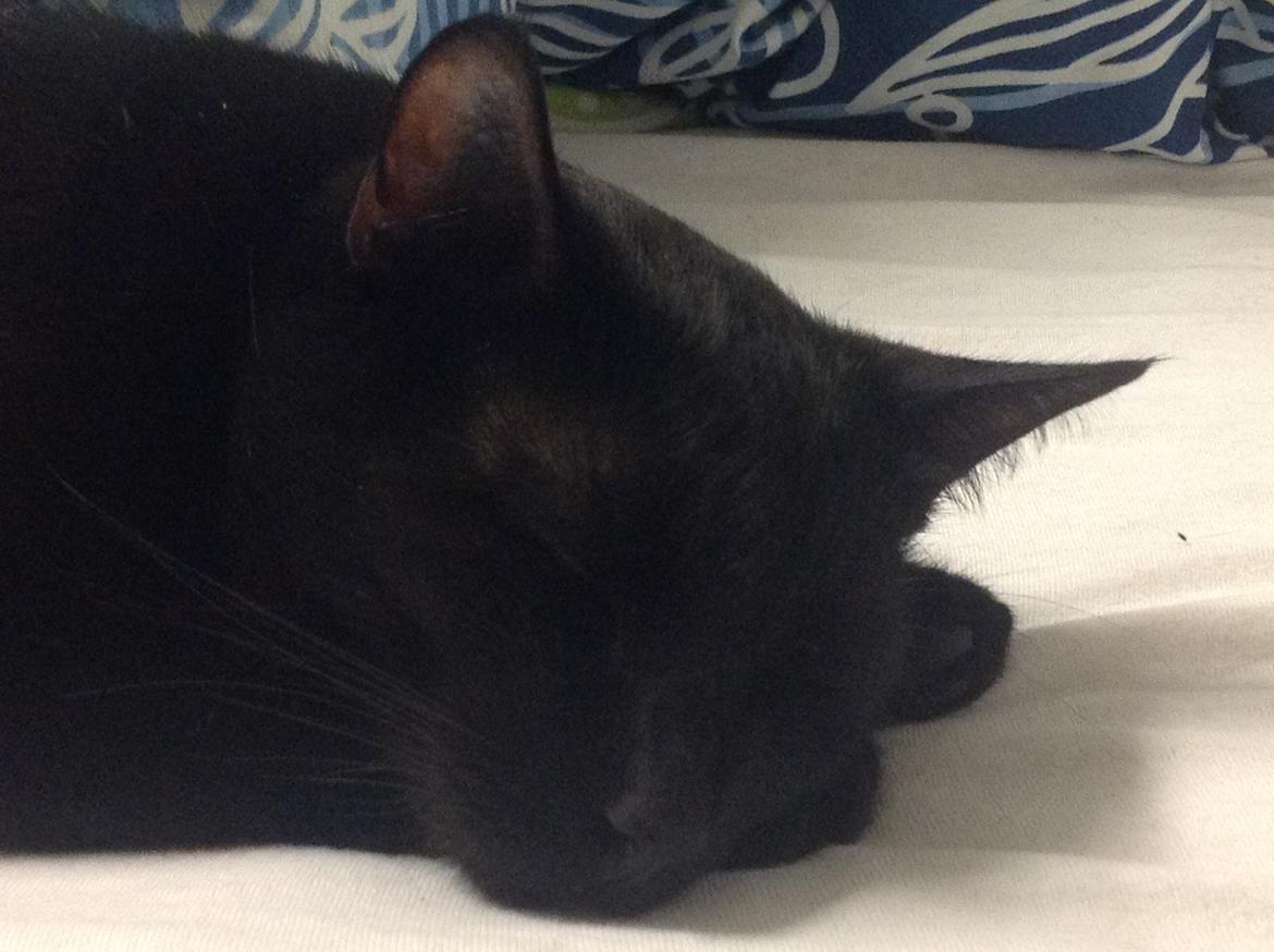 Huskat Dario  R.I.P. - Zzz søde dreng billede 1