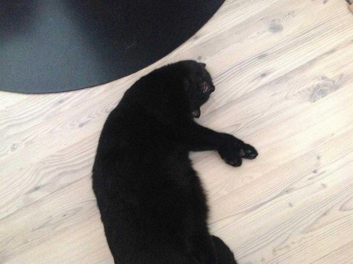 Huskat Dario  R.I.P. - Igen zzzz det kan være hårdt at være ude hele natten jo. :-) billede 2