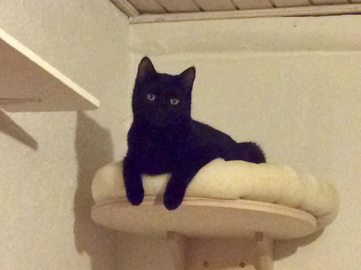 Huskat Dario  R.I.P. - Hey se mig højt oppe billede 4