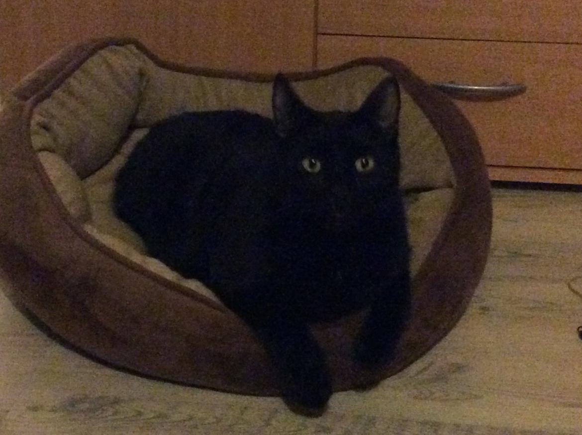 Huskat Dario  R.I.P. - MIN!!! Seng billede 3