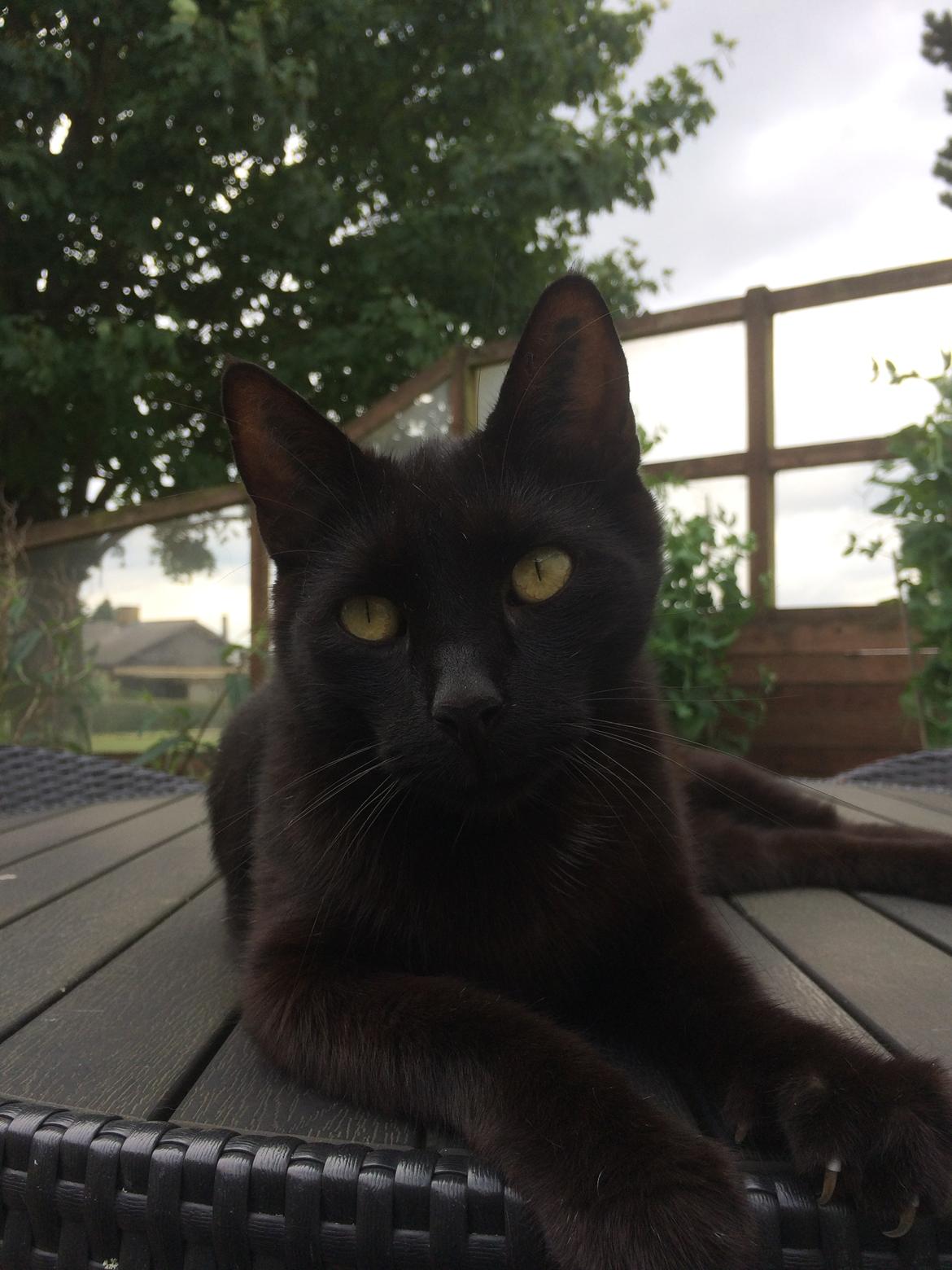 Huskat Dario  R.I.P. - Dejligt at nyde sommeren på bordet med moar som tager fotos af mig. billede 5